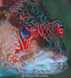 grouper by Nikos Moutafis 